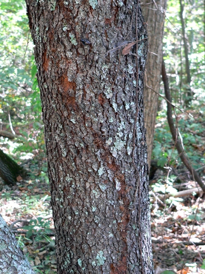 {Prunus alabamensis}